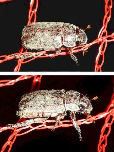 Adoretus sp.